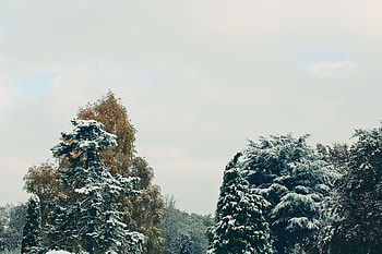Nature, Trees, Sky, Snow HD wallpaper