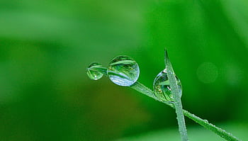 Close-up of water droplets on a grass blade, highlighting nature's beauty and detail. HD wallpaper