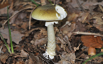 Amanita phalloides, Death cap, Toxic beauty, Nature's warning HD wallpaper