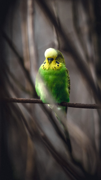 Animals, Parrots, Bird, Branch, Budgerigar, Wavy Parrot HD phone wallpaper