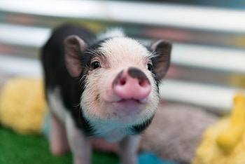 Cute pig , Heartwarming farm cuteness, Playful snouts, Smiling oinks HD wallpaper