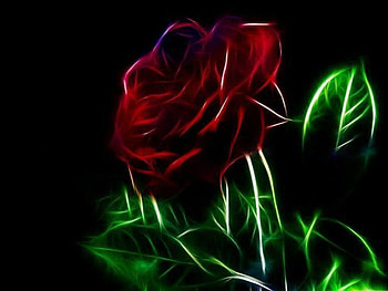 Red rose, rose, green leaves, petals, red HD wallpaper