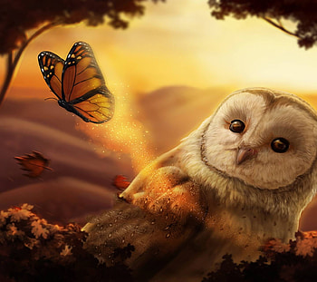 Owl Looks, sunshine, , butterfly, owl, yellow HD wallpaper