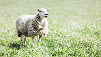 Sheep background , que grazing scenes, Nature's beauty, Peaceful countryside HD wallpaper