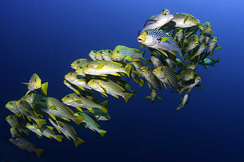 Under the Sea 3D, banded sweetlips, under the sea, southeast asia, imax, xxl, wb, komodo national park, indonesia, sweetlips, national park, plectorhinchus lineatus, asia, ribbon sweetlips, warner brother, fish HD wallpaper