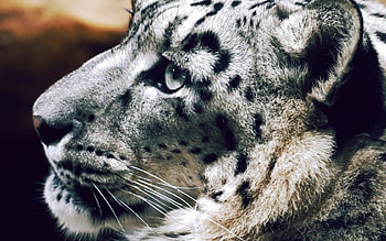 Snow leopard, animal, profile, white, skin, face HD wallpaper