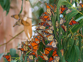 butterflies, animal, leaf, butterfly, insect HD wallpaper