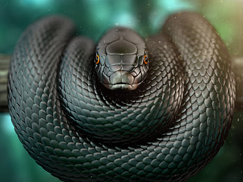 Sleek reptile, Sinister presence, Dark background, Intense gaze HD wallpaper