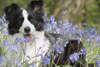 Dog, sweet, animal, dogs, cute, beautiful, puppys, puppy, pretty, animals, lovely HD wallpaper