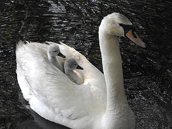 On Top, cool, swan HD wallpaper