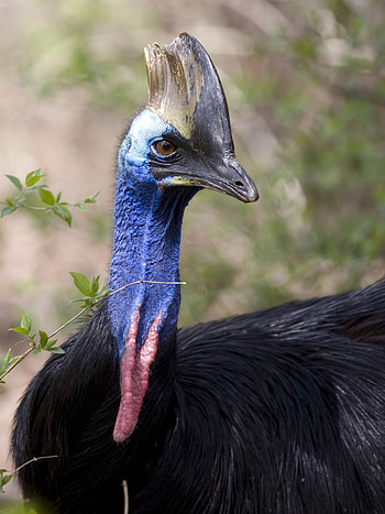 Prehistoric appearance, Threat display, Cassowary in the rainforest, Striking blue head HD phone wallpaper