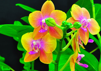 Orchids, Flowers, Blossom, Blossoming HD wallpaper