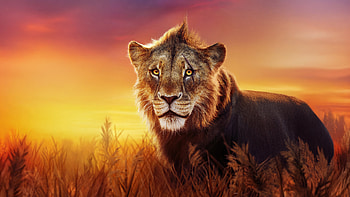 Taka In Mufasa The Lion King, taka, the-lion-king, movies, 2024-movies, animated-movies, disney HD wallpaper