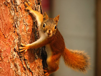 Hah There, fur, bark, chipmunk, tree HD wallpaper