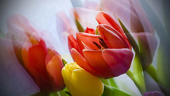 Flower, Plant, Macro, Petals, Tulip HD wallpaper