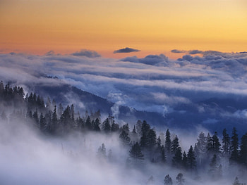 Forest in Fog at Dusk After a Thunderstorm, nature, forces of nature HD wallpaper