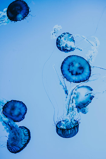 Animals, Jellyfish, Tentacles, Under Water, Underwater HD phone wallpaper