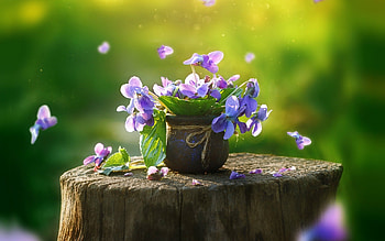 In a pot, Flowers, graph, Wood, Pansy HD wallpaper
