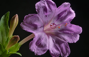 Plants, Flowers, Violet HD wallpaper