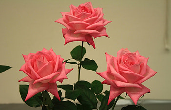 Flowers, Roses, Leaves, Buds, Three HD wallpaper