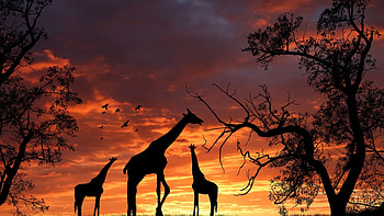 Giraffe, Majestic creature, African wildlife HD wallpaper