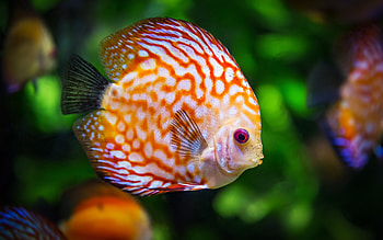 Discus fish , High-resolution , Exquisite and vibrant, Captivating underwater beauty HD wallpaper