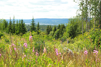 Nature, Flowers, Trees, Grass, Sky, Spruce, Fir HD wallpaper