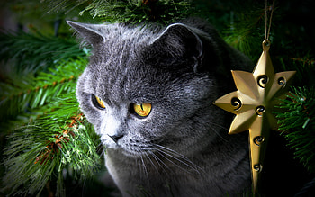Christmas, Animal, Cat, Cats HD wallpaper