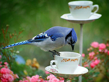 Bird On Cup, cool HD wallpaper