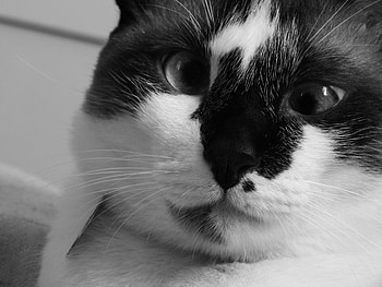 Animals, Cat, Muzzle, Bw, Chb, Cross-Eyed HD wallpaper
