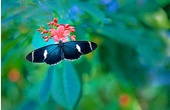 Spring butterfly, blue, white, black, butterfly, flower, spring HD wallpaper