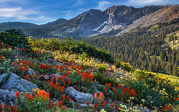 Wasatch Mountains of Utah, clouds, trees, landscape, sky, flowers, forest, usa HD wallpaper