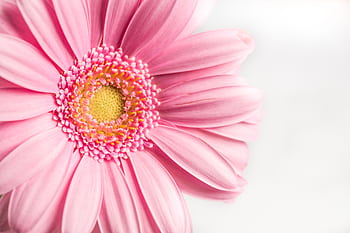 Detailed macro of a pink gerbera daisy showcasing vibrant petals. HD wallpaper