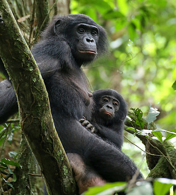 Bonobo, Female bonding in the bonobo world, Camaraderie among bonobos, The power of bonobo sisterhood HD phone wallpaper