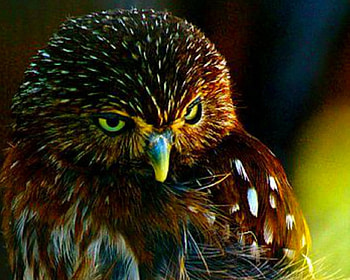 The Look, animal, cute, fowl, bird HD wallpaper