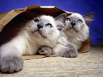Animals, Cats HD wallpaper