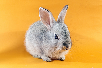 Bunny, animal, yellow, cute, rabbit HD wallpaper