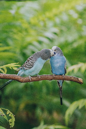 Two blue parakeets perched on a branch, showing affection in a lush green setting. HD phone wallpaper