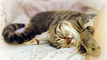 Animals, Cat, To Lie Down, Lie, Playful, Sleep, Dream HD wallpaper