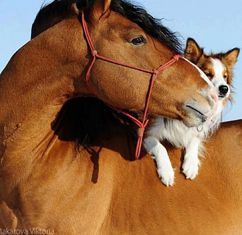 Best Friends, dog, animal, puppy, horse HD wallpaper