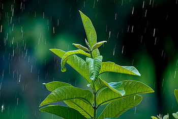 Macro shot of vibrant green leaves with raindrops, showcasing natural beauty and freshness. HD wallpaper