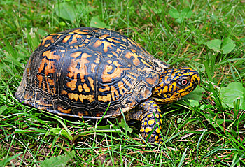 Animals, Grass, Carapace, Shell, Turtle HD wallpaper