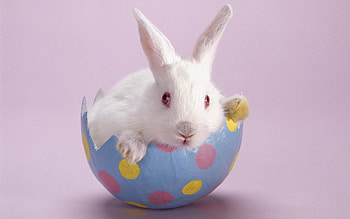 Animals, Light, Sit, Light Coloured, Color, Rabbit, Shoot, ession HD wallpaper