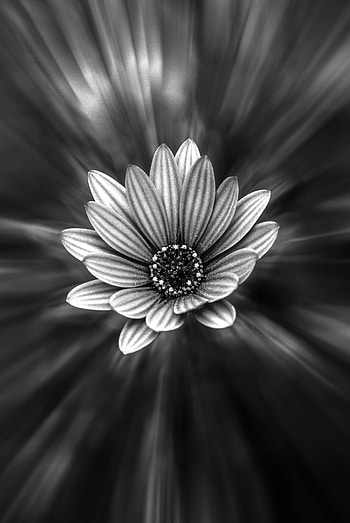 Flowers, Flower, Petals, Blur, Smooth, Bw, Chb HD phone wallpaper