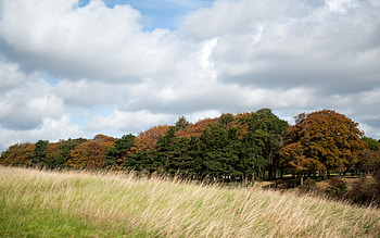 September, colorful, cold, beautiful, grass, parched, wind, field, clouds, trees, autumn, nature, sky HD wallpaper