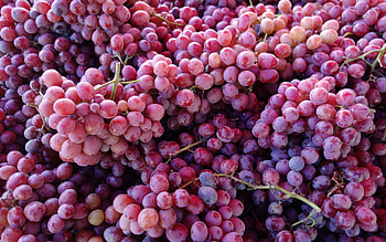 pink grapes, , fruit, grape harvest, background with grapes, summer, grapes, bunch of grapes HD wallpaper