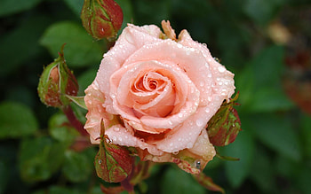 Rose, pink, buds, drops, macro HD wallpaper