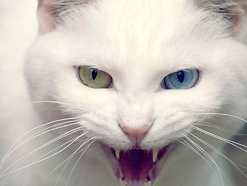CaT, blue eyes, animals, funny, green eyes HD wallpaper