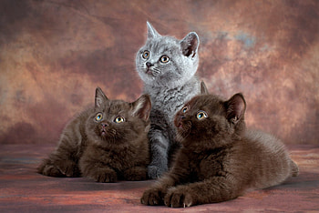 Kittens, animal, cat, kitty, Kitten HD wallpaper