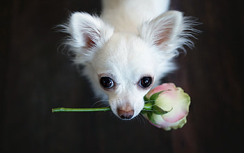 For you!, dog, white, cute, rose, puppy, pink, trandafir, lovely, caine HD wallpaper